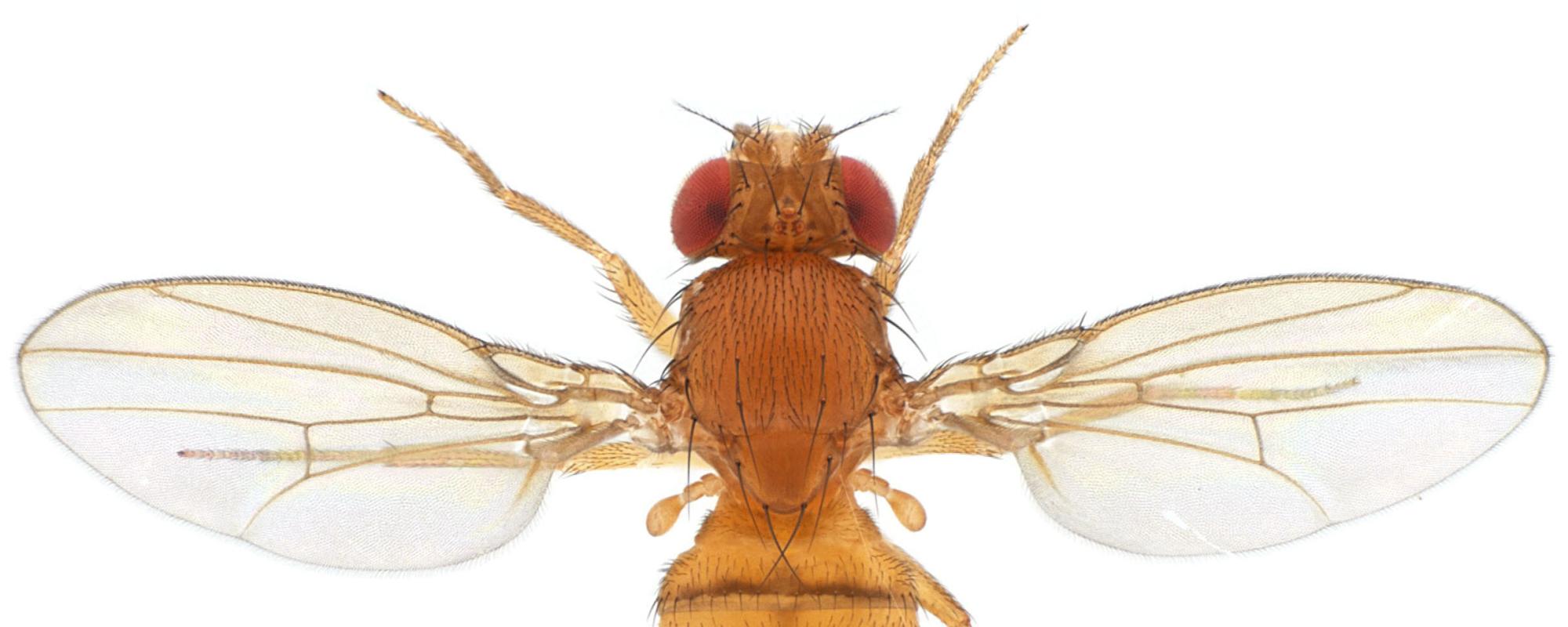 European Drosophila Society